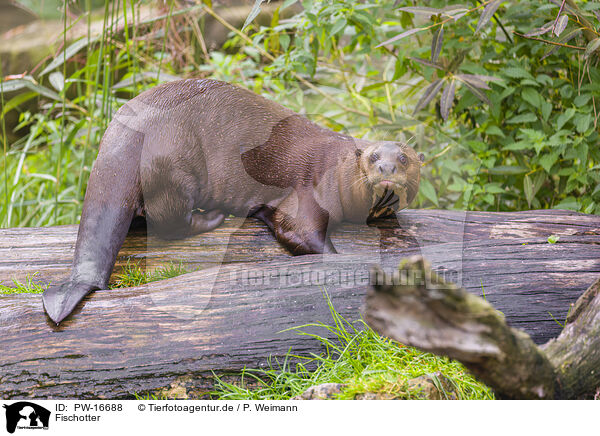 Fischotter / Eurasian otter / PW-16688