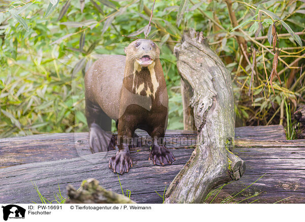 Fischotter / Eurasian otter / PW-16691