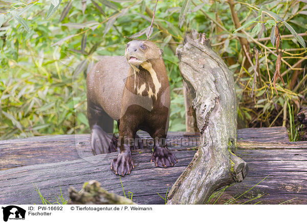 Fischotter / Eurasian otter / PW-16692