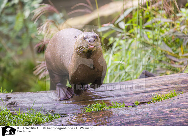 Fischotter / Eurasian otter / PW-16694