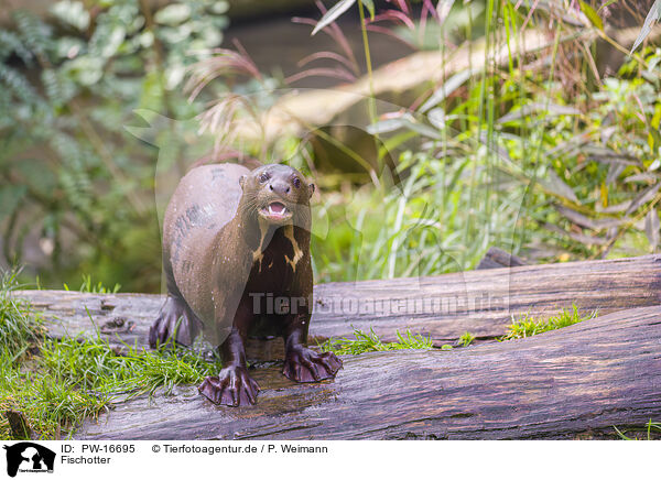 Fischotter / Eurasian otter / PW-16695