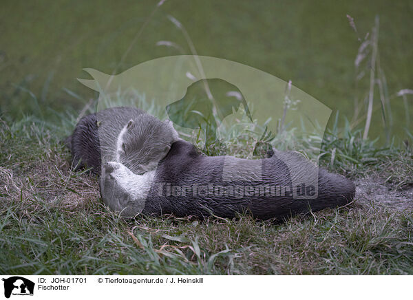 Fischotter / Otter / JOH-01701