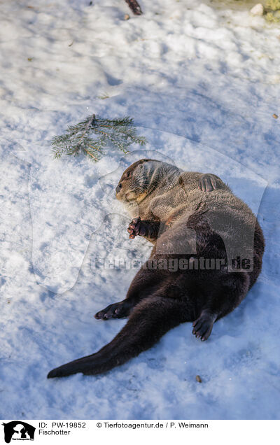 Fischotter / common otter / PW-19852