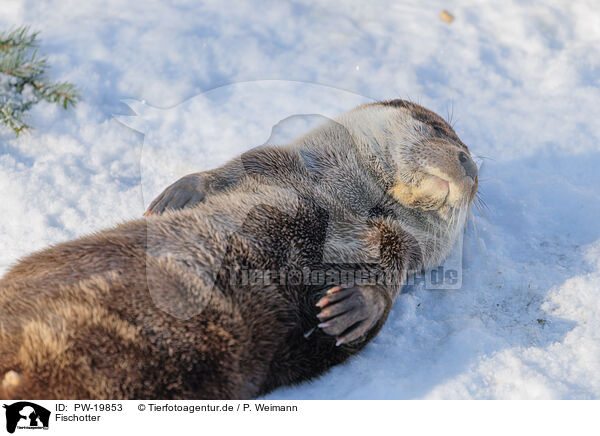 Fischotter / common otter / PW-19853