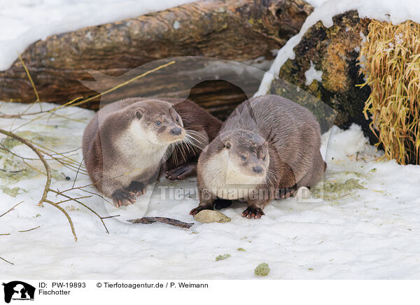Fischotter / common otter / PW-19893