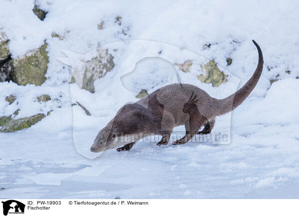 Fischotter / common otter / PW-19903
