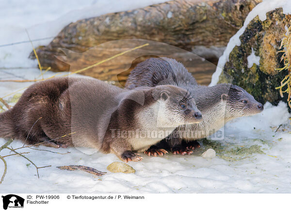 Fischotter / common otter / PW-19906
