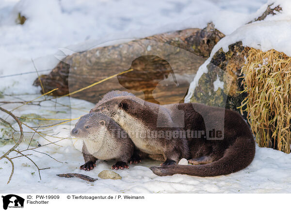 Fischotter / common otter / PW-19909