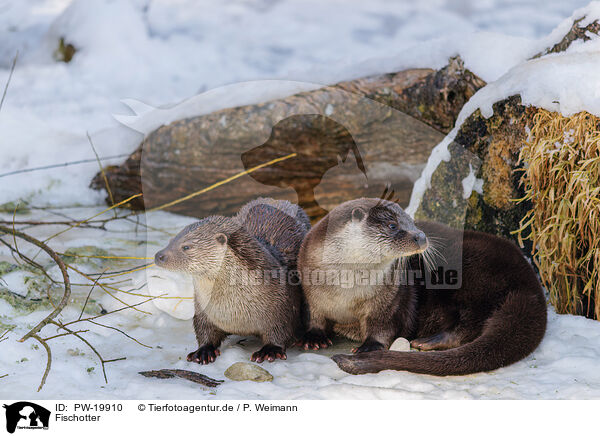 Fischotter / common otter / PW-19910