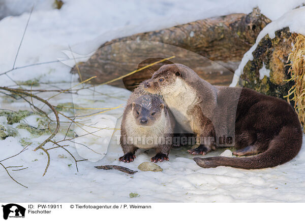 Fischotter / common otter / PW-19911