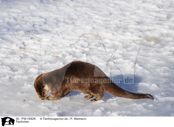 Fischotter / common otter / PW-19926