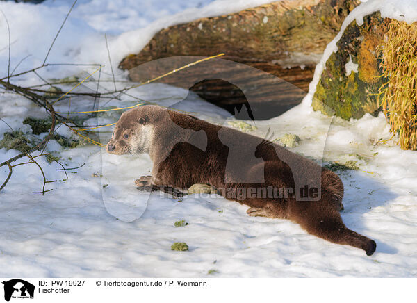 Fischotter / common otter / PW-19927