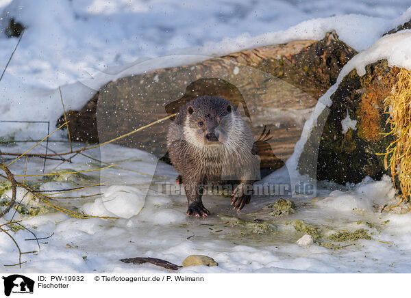 Fischotter / common otter / PW-19932