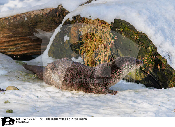 Fischotter / common otter / PW-19937