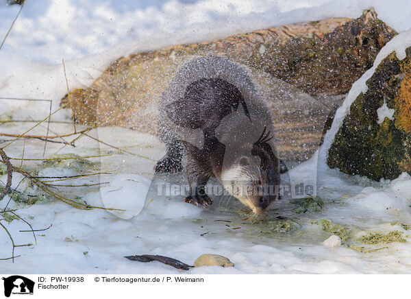 Fischotter / common otter / PW-19938