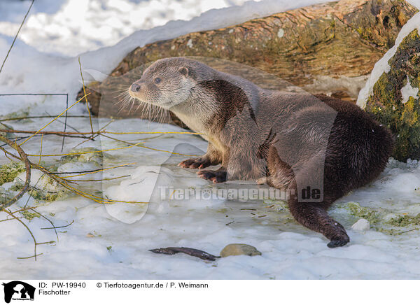 Fischotter / common otter / PW-19940