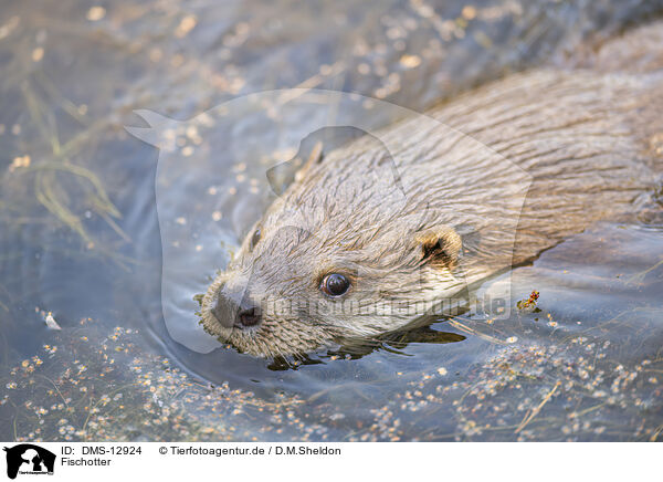 Fischotter / common otter / DMS-12924