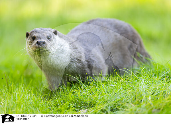 Fischotter / common otter / DMS-12934