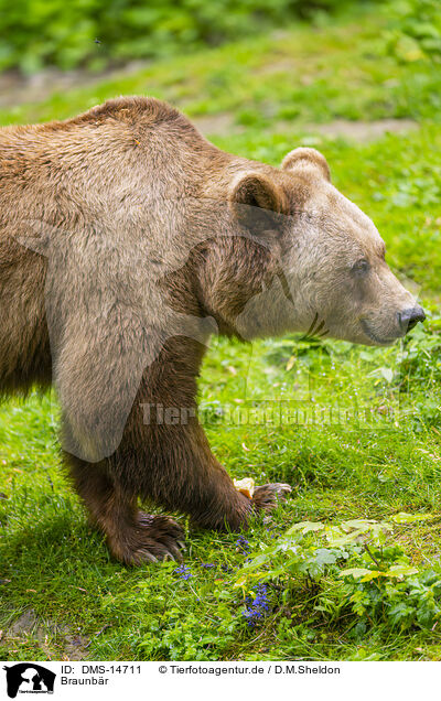 Braunbr / brown bear / DMS-14711