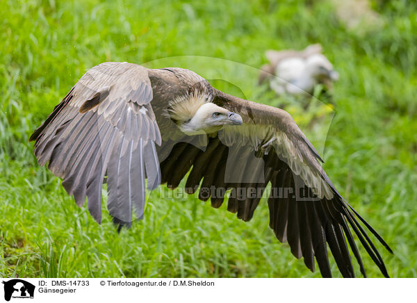 Gnsegeier / Griffon vulture / DMS-14733