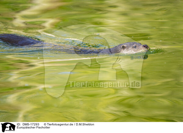 Europ�ischer Fischotter / European otter / DMS-17293