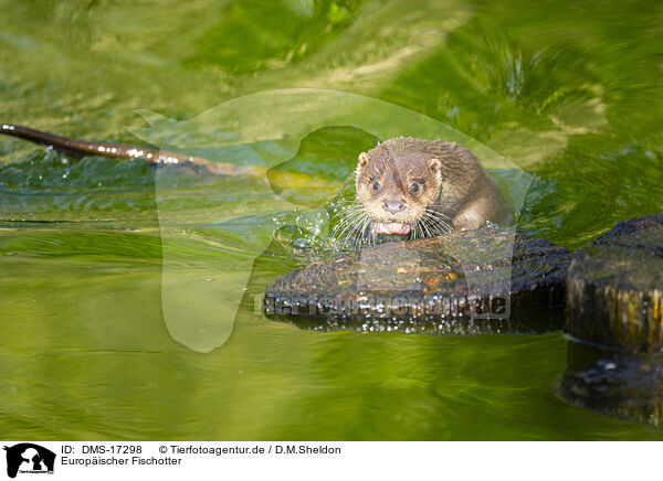 Europ�ischer Fischotter / European otter / DMS-17298