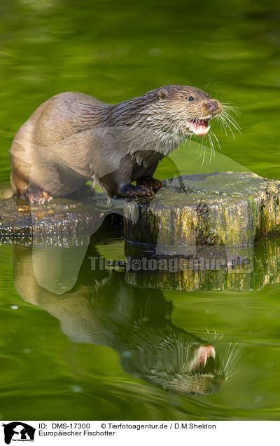 Europ�ischer Fischotter / European otter / DMS-17300