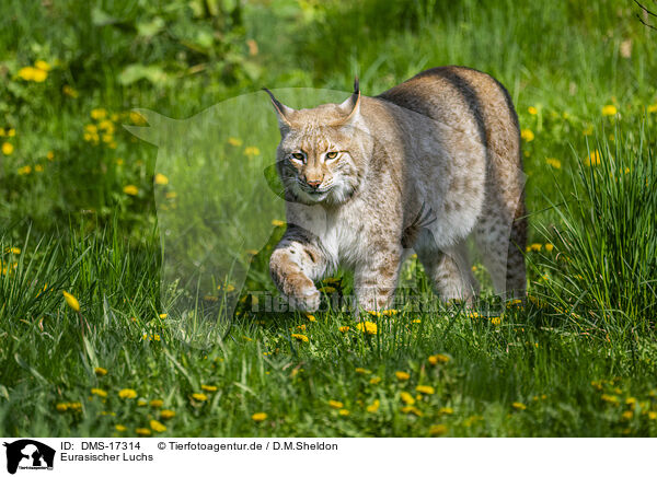 Eurasischer Luchs / lynx / DMS-17314
