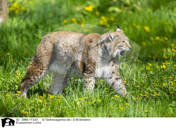 Eurasischer Luchs / lynx / DMS-17320