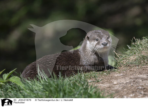 Fischotter / common otter / JOH-01876