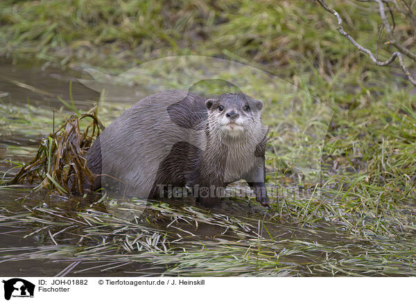 Fischotter / common otter / JOH-01882