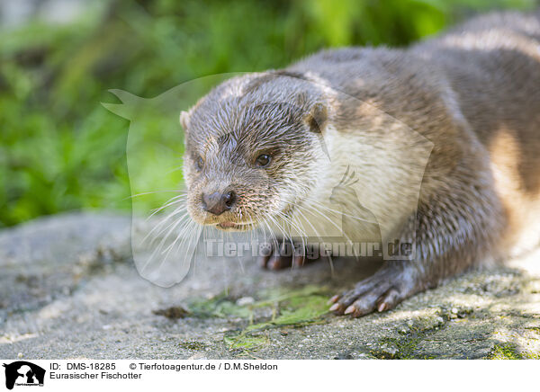 Eurasischer Fischotter / Common otter / DMS-18285