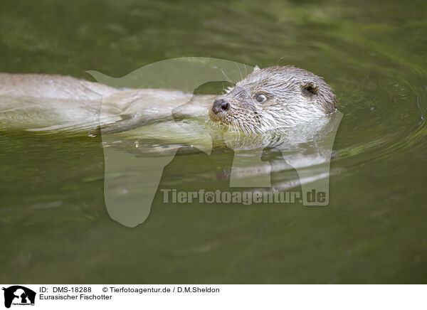 Eurasischer Fischotter / DMS-18288