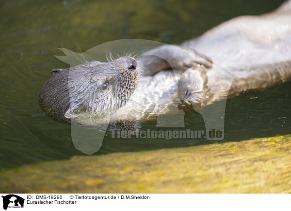 Eurasischer Fischotter / Common otter / DMS-18290