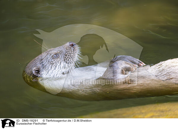 Eurasischer Fischotter / Common otter / DMS-18291