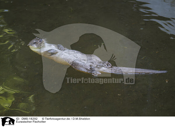 Eurasischer Fischotter / Common otter / DMS-18292