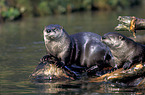 Fischotter