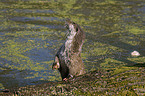 Fischotter