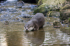 Fischotter