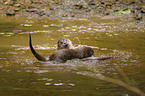 kmpfende Fischotter