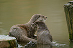 Fischotter