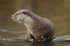Fischotter