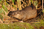 Fischotter
