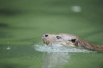 Fischotter