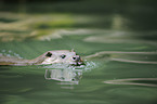 Fischotter
