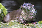 Fischotter