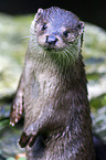Fischotter