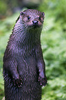 Fischotter