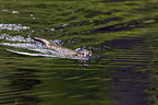 Fischotter