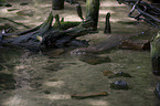 Fischotter